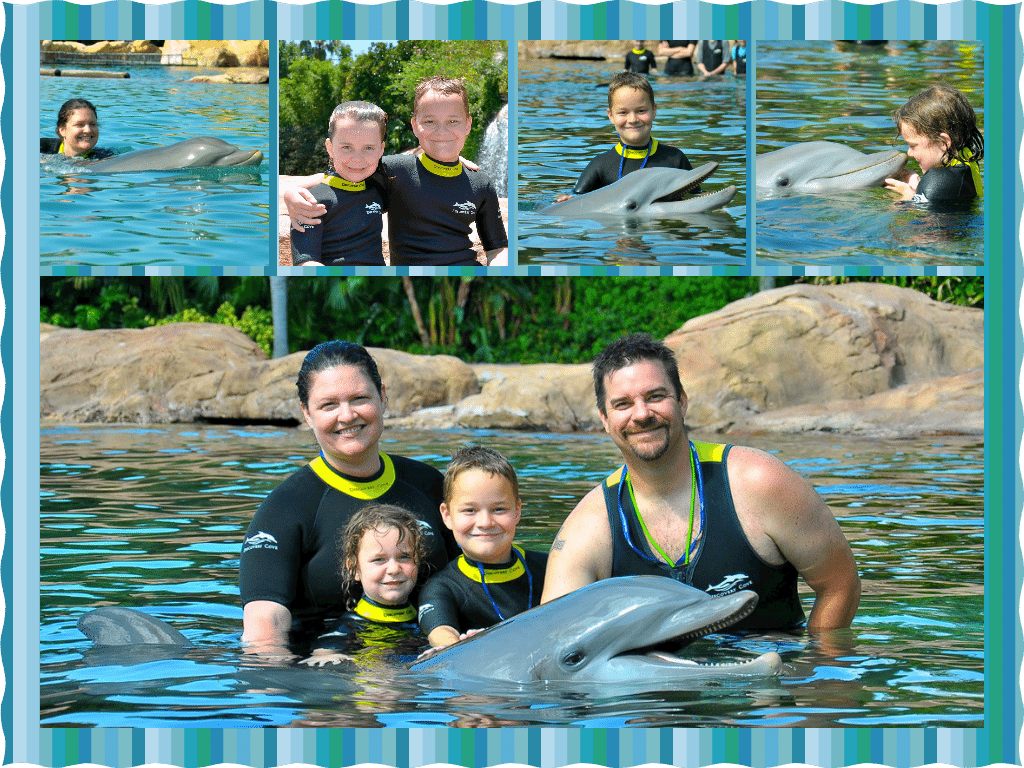 dolphin collage