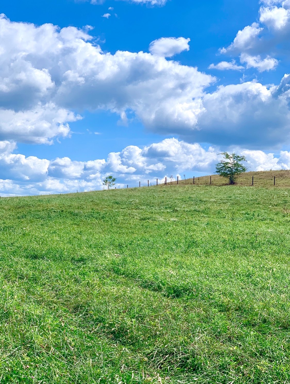 serene scenes from a cattle farm