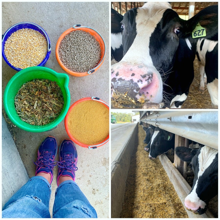 feeding cows