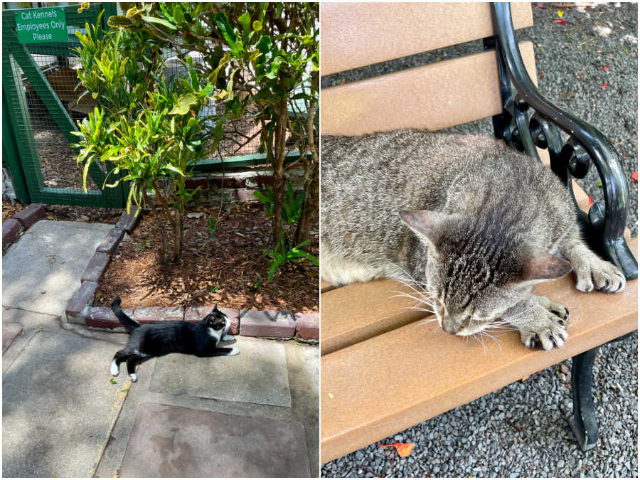 cats at the hemingway home in key west